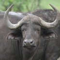 IMG 7295 : buffel, kruger park