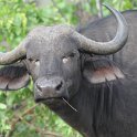 IMG 7299 : buffel, kruger park