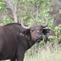 IMG 7312 : buffel, kruger park