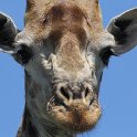 IMG 7384 : giraffe, kruger park