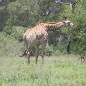 IMG 7411 : giraffe, kruger park