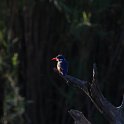 IMG 7548  malachite kingfisher : ijsvogel