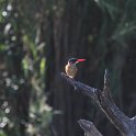 IMG 7595  malachite kingfisher : ijsvogel