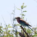 IMG 7718  lilac breasted roller