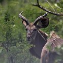 IMG 7732  greater kudu