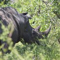 IMG 7758  rhino : neushoorn