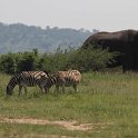 IMG 8209 : olifant, zebra