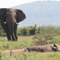 IMG 8212  elephant rhino confrontation, guess who wins : neushoorn, olifant