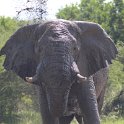 IMG 8220  mud bath for elephant : olifant