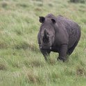 IMG 8594  rhino : neushoorn