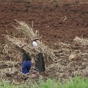 IMG 8650  sugar cane harvest
