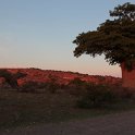 IMG 9682  Mapungubwe : Mapungubwe National Park, baobab