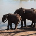 IMG 9708  Mapungubwe, elephants at hide : Mapungubwe National Park, olifant