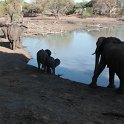 IMG 9729  baby elephant drinking from the well : Mapungubwe National Park, olifant