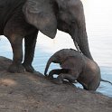 IMG 9731  almost : Mapungubwe National Park, olifant