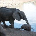 IMG 9736  now saved / gered door ma : Mapungubwe National Park, olifant
