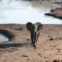 IMG 9750  another small elephant : Mapungubwe National Park, olifant