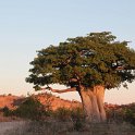 IMG 9772  Mapungubwe, baobab : Mapungubwe National Park