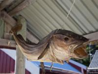 dried fish, stockfish, unsalted fish, especially cod, dried by cold air and wind on wooden racks