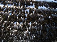 stockfish, unsalted fish