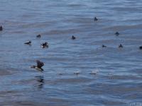 puffins, birdexcursion from Bleik