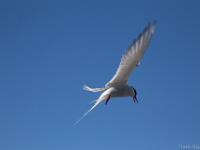 common tern, visdief, very protective of their nest