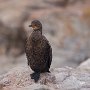 kaapse aalscholver - cape cormorant