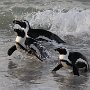 zwartvoetpinguin - african penguin