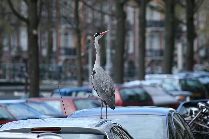 IMG_1740.JPG - amsterdam