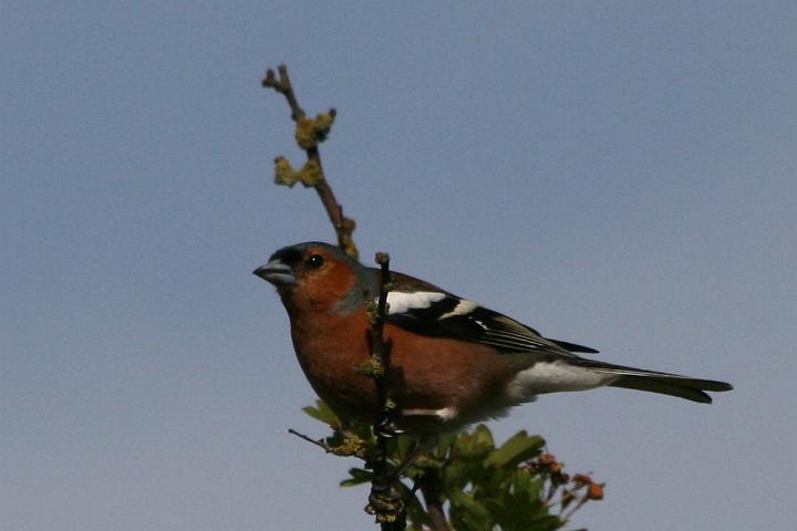 14814.JPG - mannetje zomer