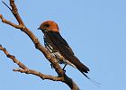 vogels-tanzania