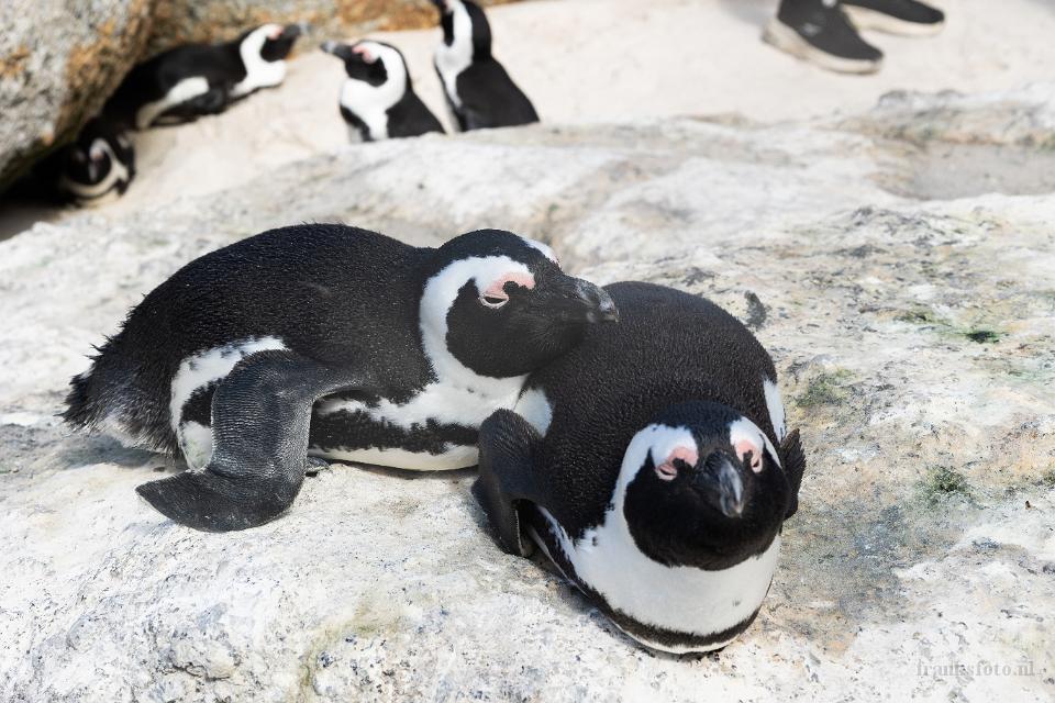 African penguin