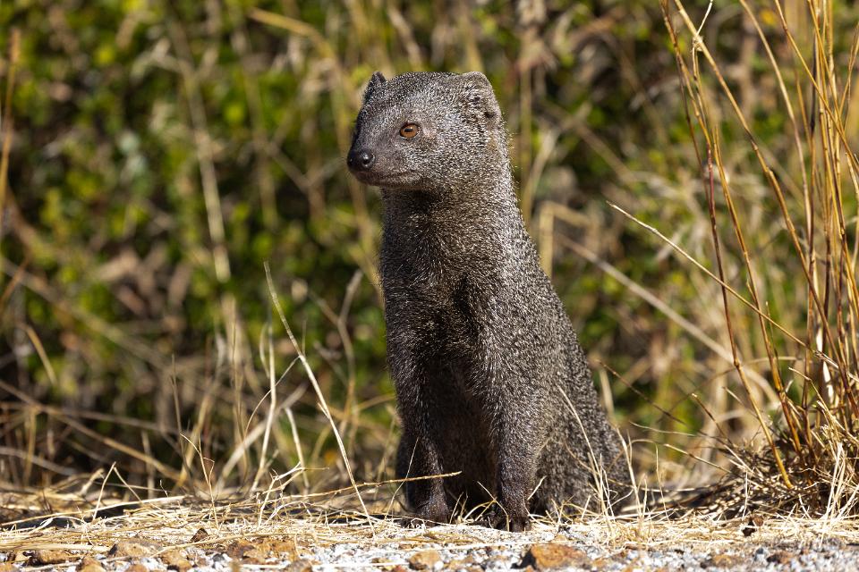 banded mongoose