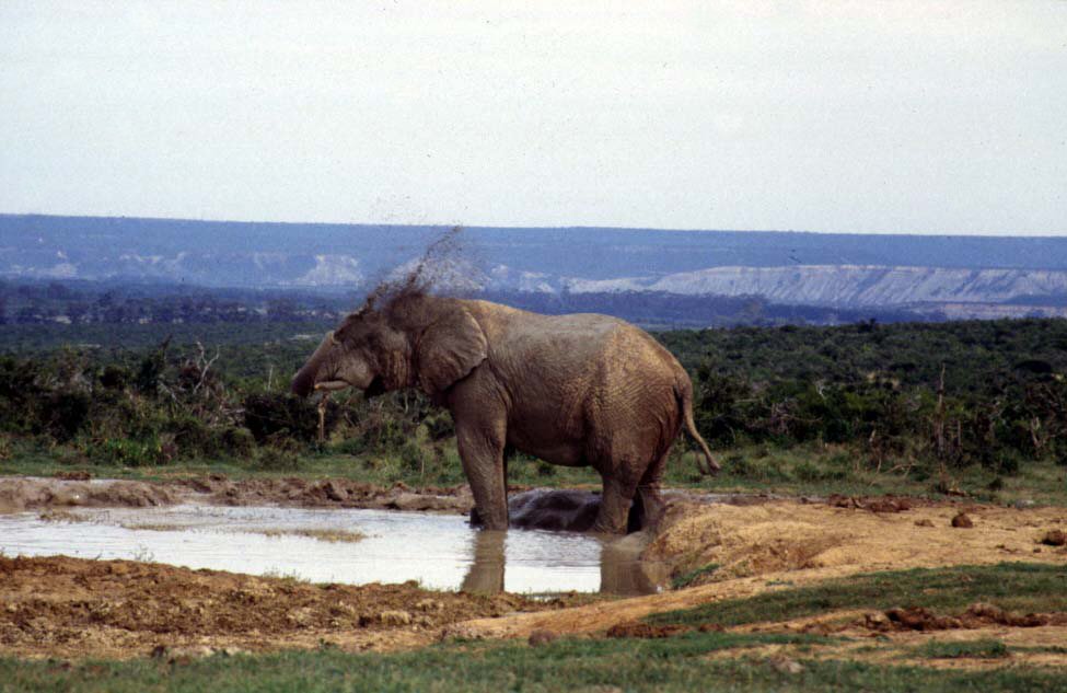 South Africa, Addo elephant park