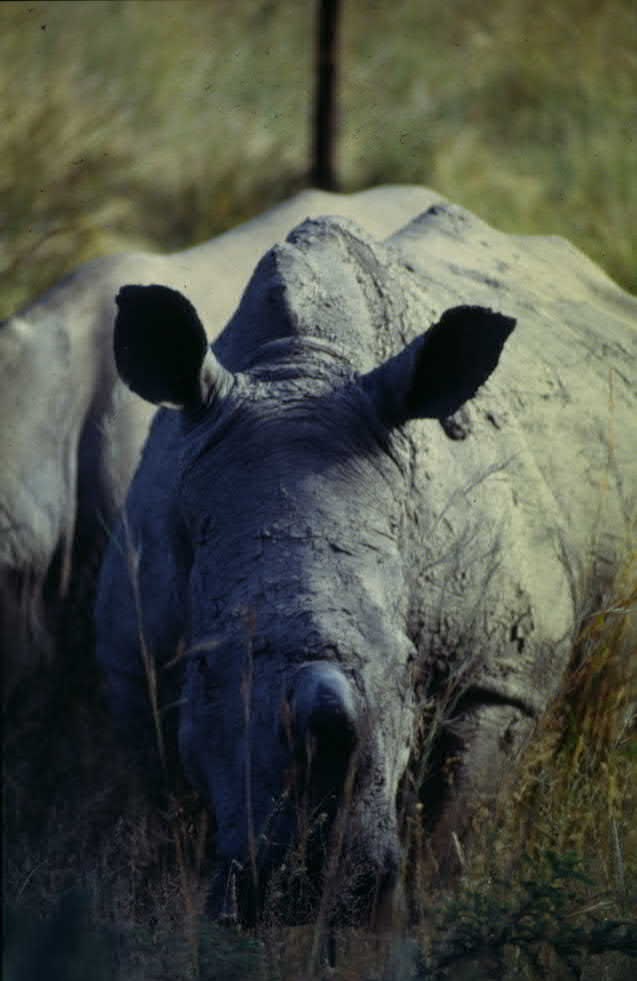 Zimbabwe, neushoorn